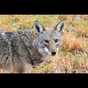 Meet your Posher, Loue